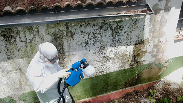 Trusted Mold Removal service in Milton, GA - Cheap Mold Removal